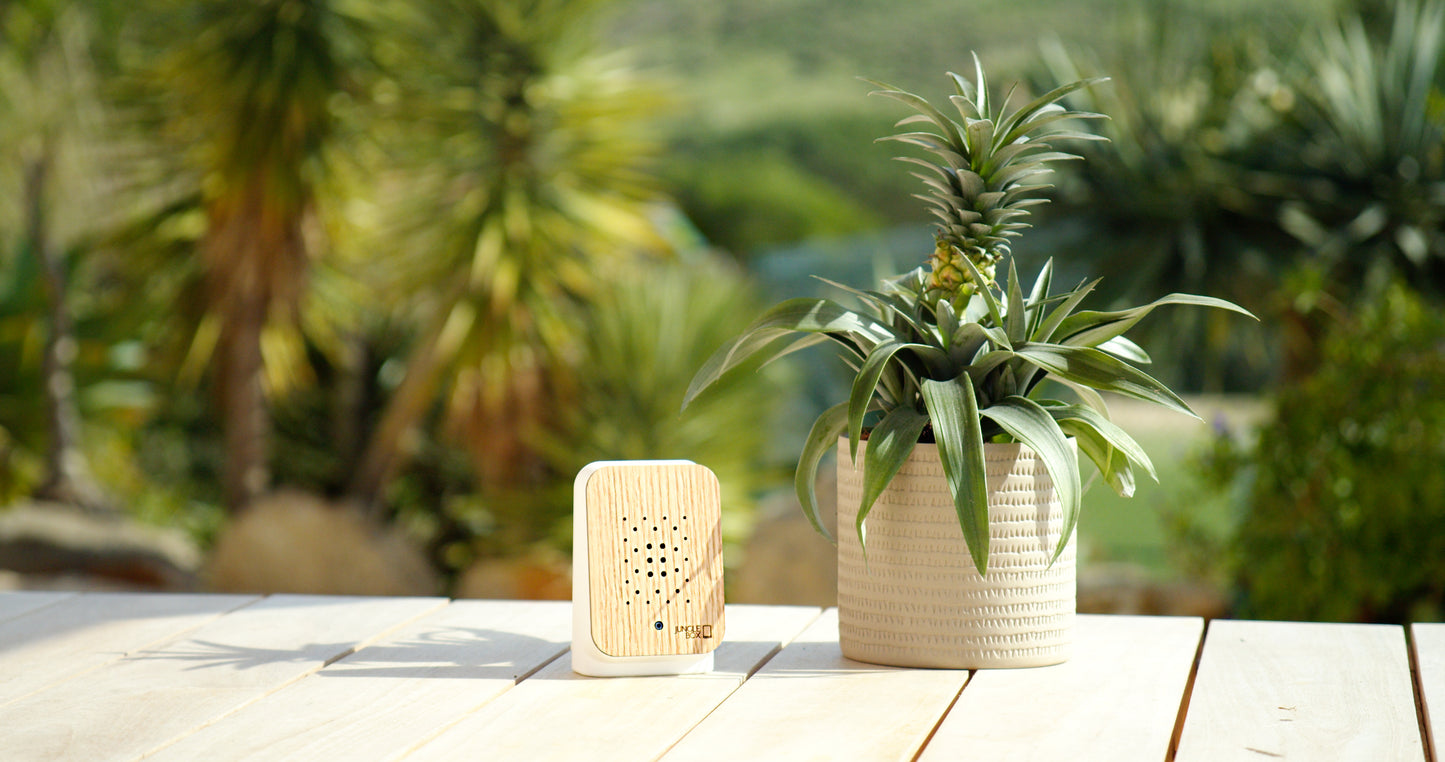 Junglebox Oak