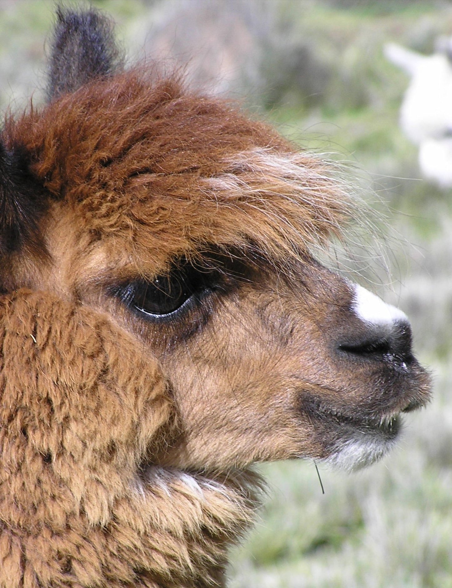 whisper Throw - Elvang - 6160