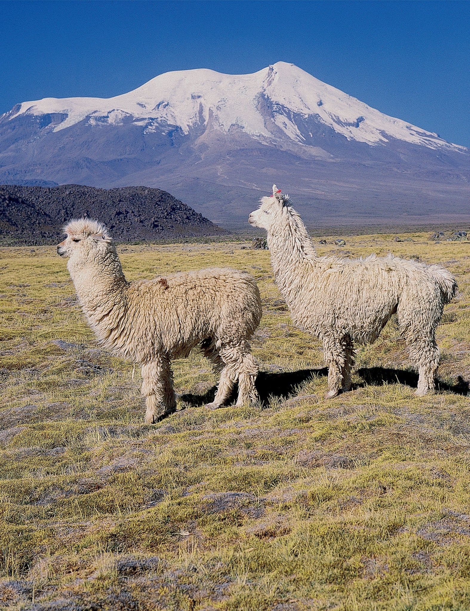 Check Throw - Elvang - 6195