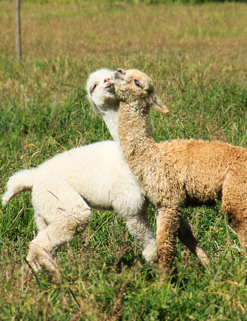 Cable throw - Elvang - 6220