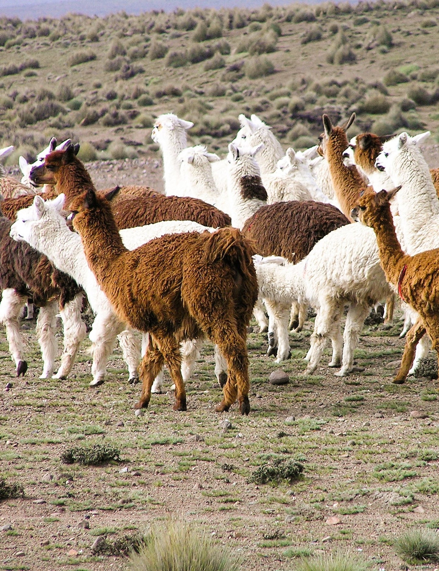 Inca Stones Throw - Elvang - 7108