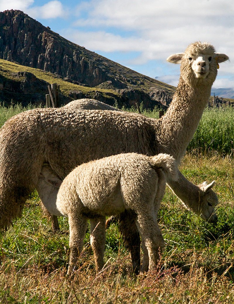 Fishbone Throw - Elvang - 7190