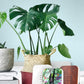 Junglebox Tropic