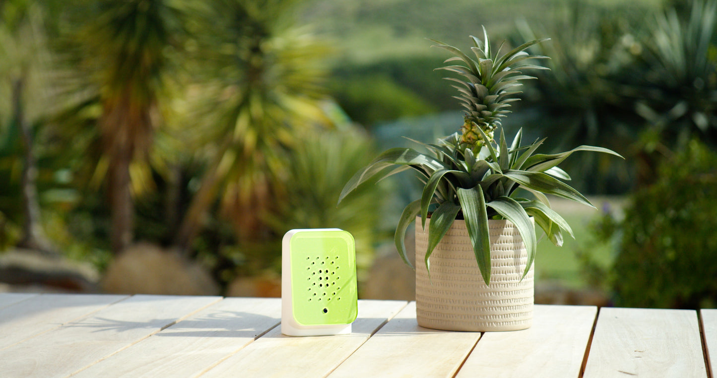 Junglebox Lush