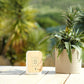 Junglebox Oak