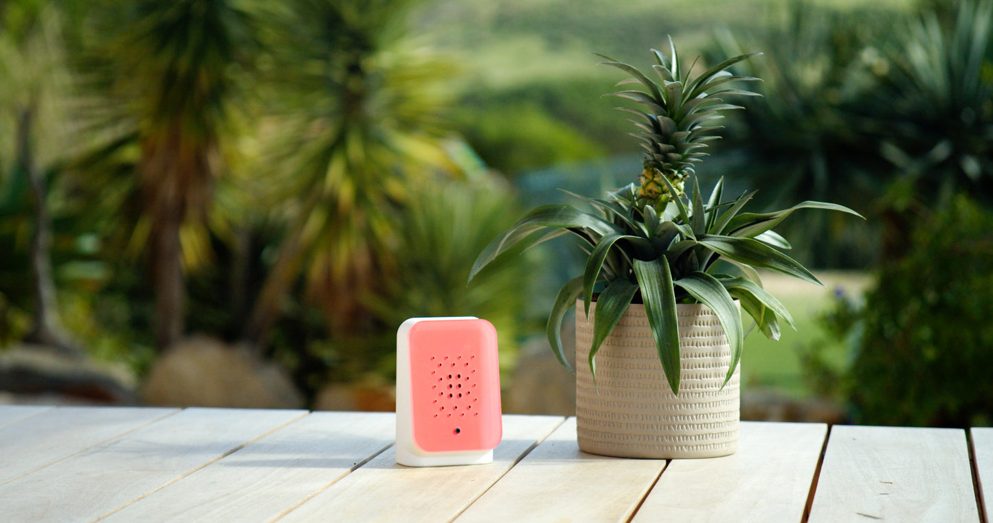 Junglebox Rosy